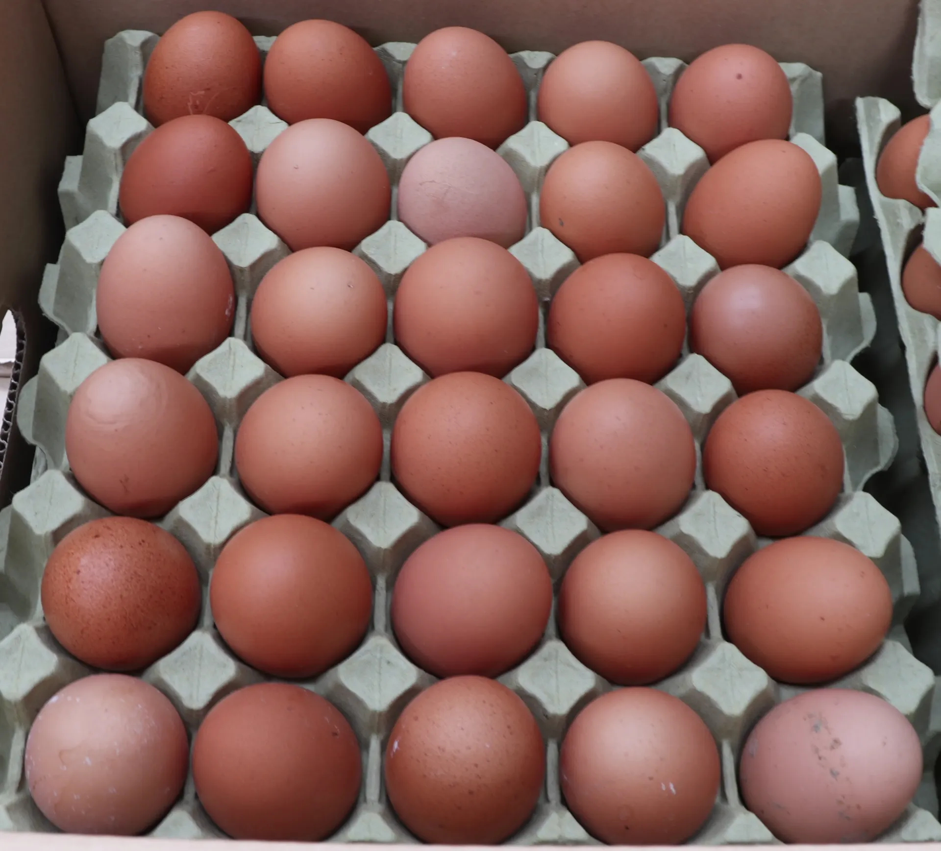 [OEUFL 301] Groot Ei 12*30pc 鸡蛋 大号