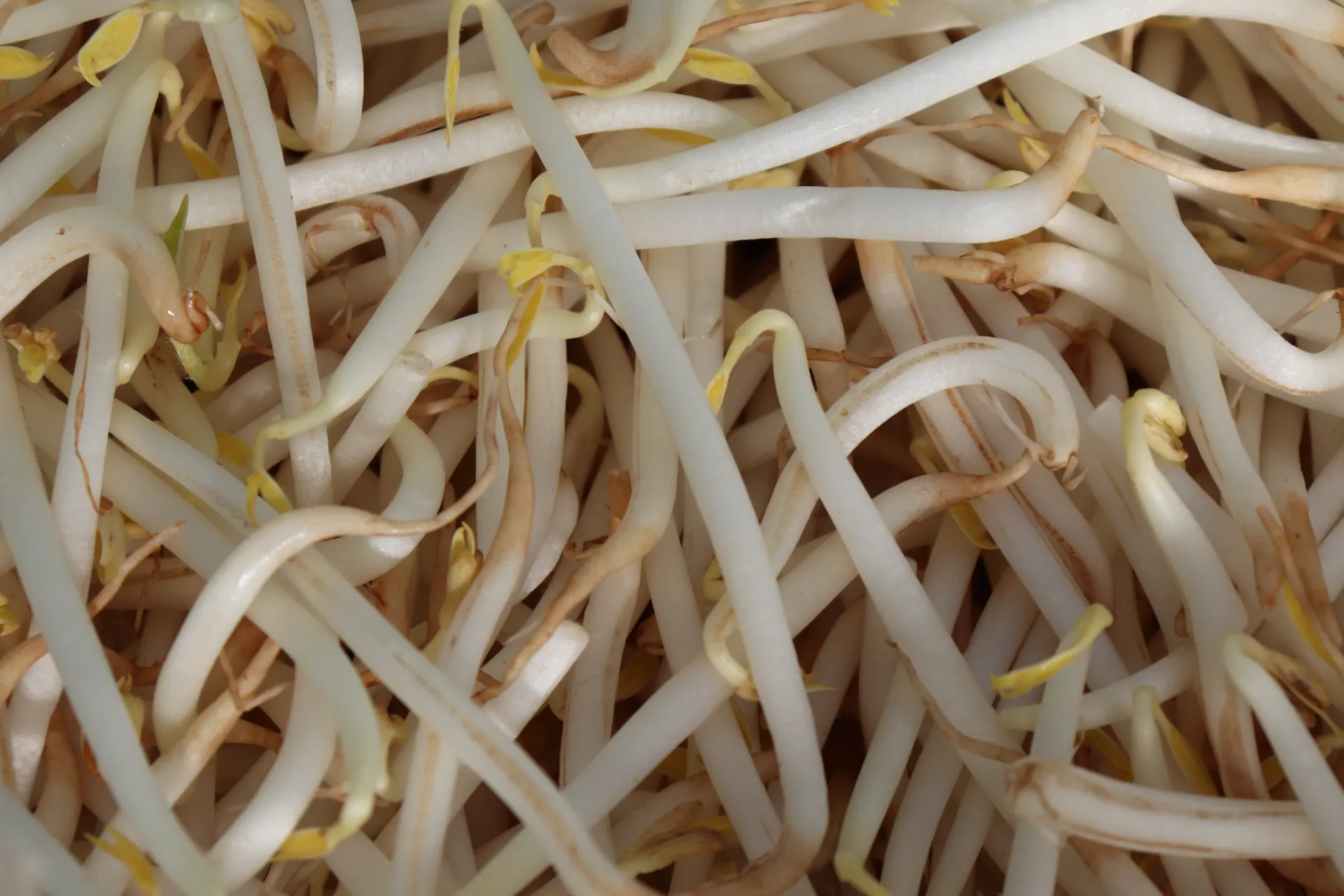 [SOYA5 303] Legume soja 5kg    豆芽