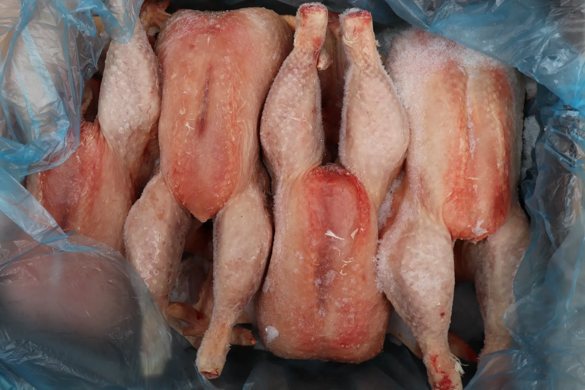 [VOLPS168 157] Poulet soupe  6*3.20kg  19.2 kg  老母鸡